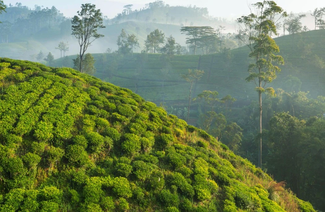 Coorg