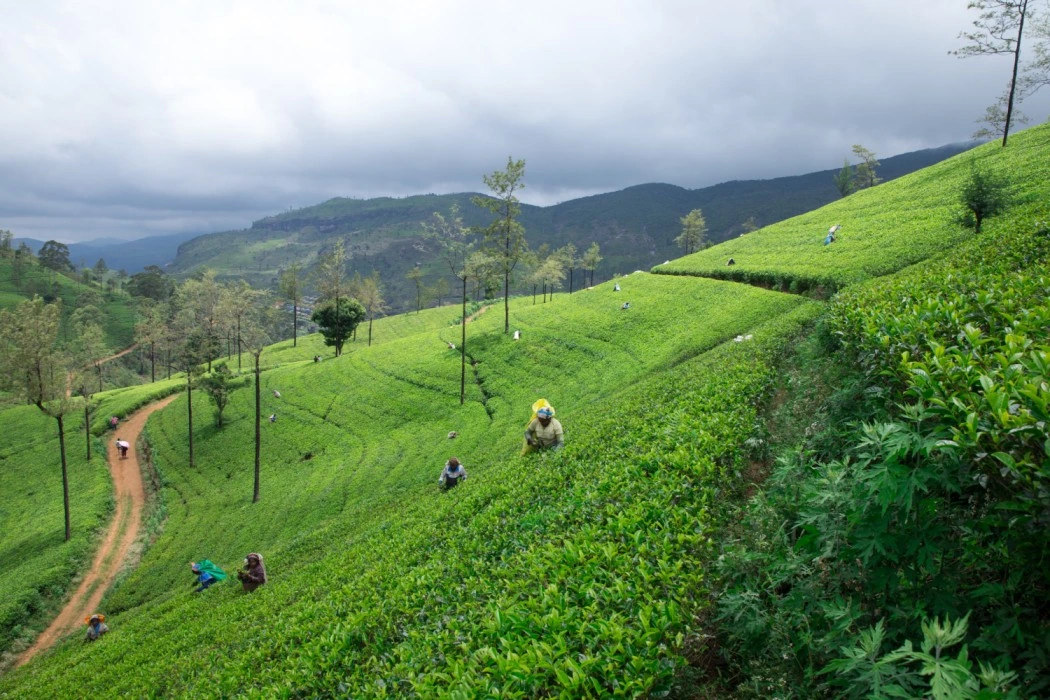 Coorg