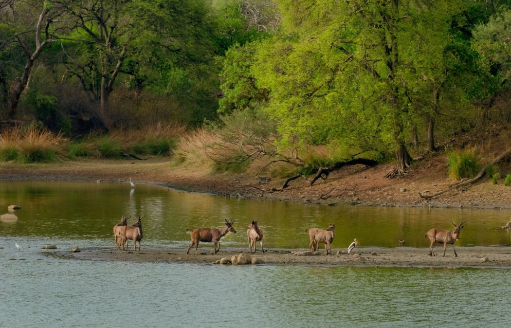 Nagarhole National Park