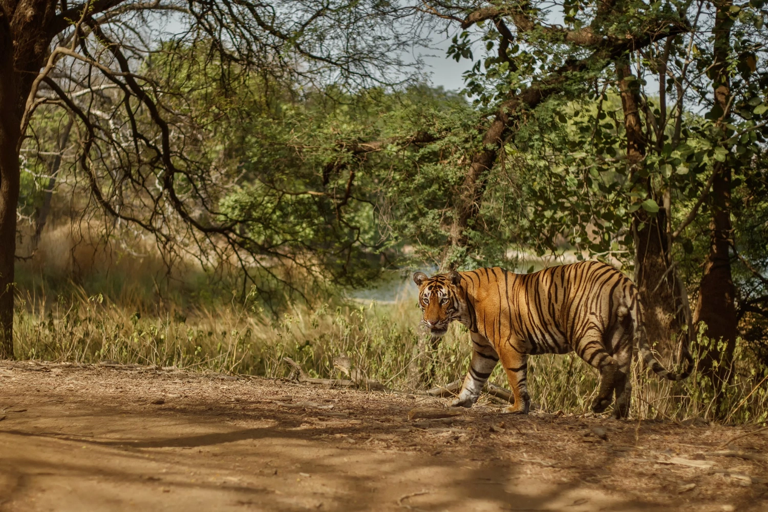 Bengal Safari Park